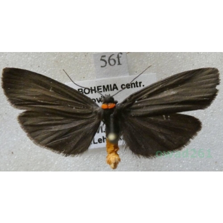 Atolmis rubricollis (Linnaeus, 1758) Powrózka rudoszyjka Czech56f